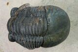Paralejurus Trilobite From Morocco - Check Out The Eye Facets #171497-1